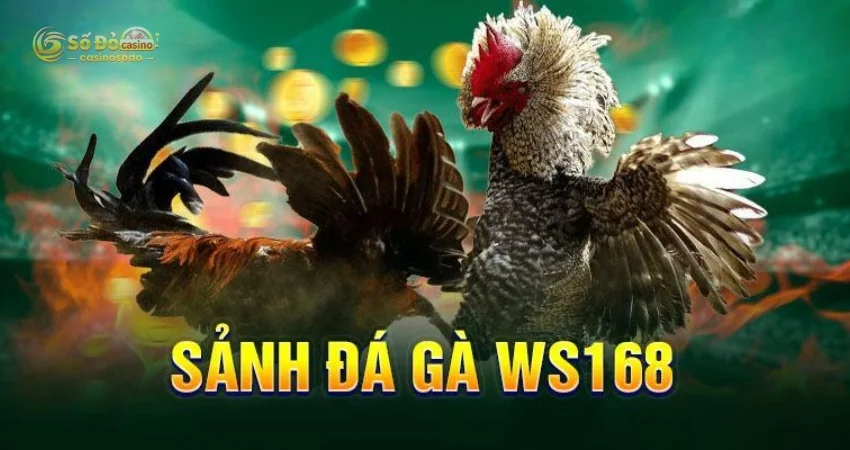 WS 168 - Đấu Trường Gà Rực Lửa Của Nhà Cái SODO